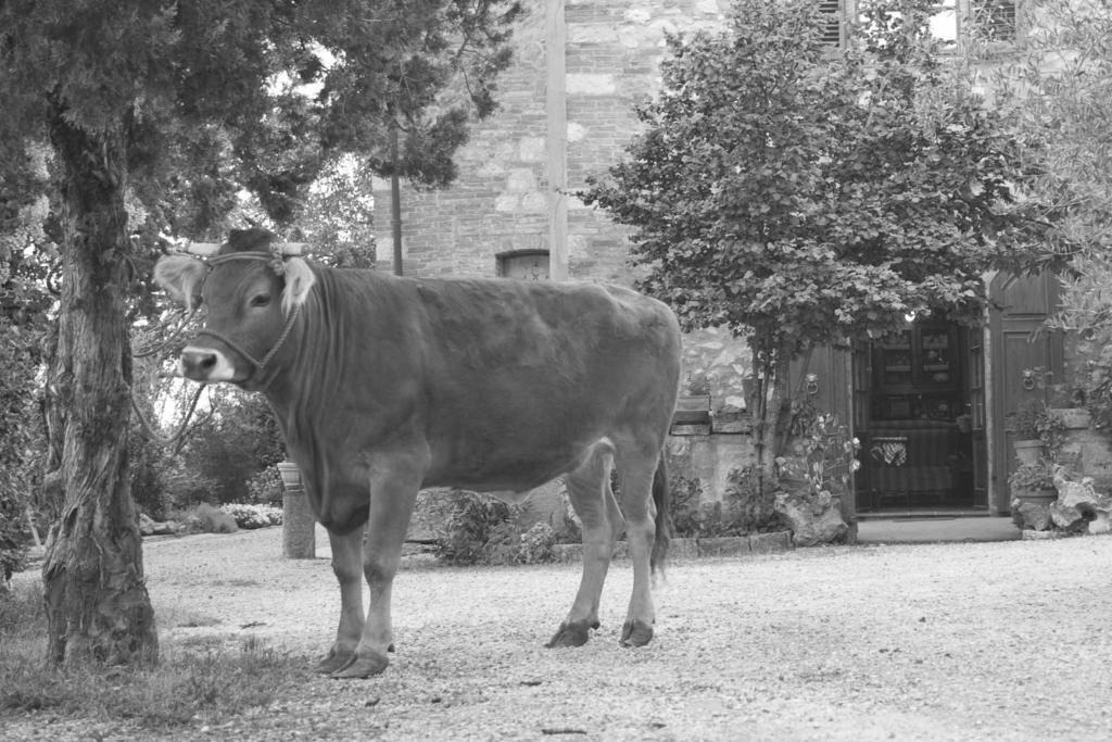 Agriturismo Cognanello Montepulciano Stazione Exterior foto